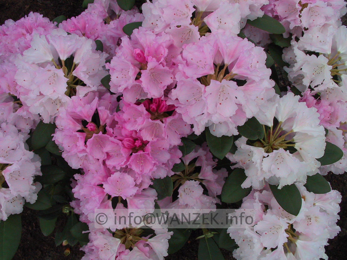 Rhododendron yakushimanum Silberwolke 02.JPG
